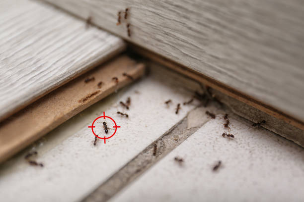 Best Ant Control Services  in Anderson, IN