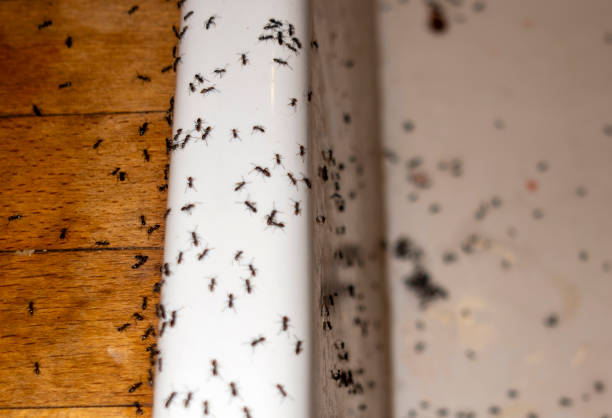 Best Residential Pest Control  in Anderson, IN